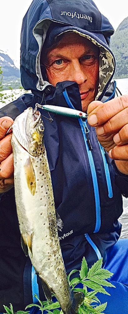 Stingsilda tente ørreten i det kalde Jølstravatnet